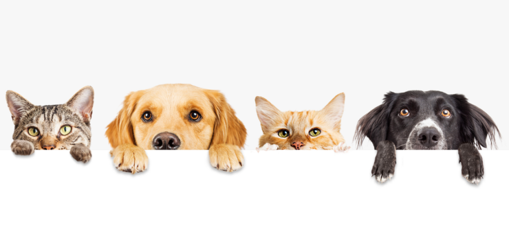 Will OSFI Jolt Canada's HELOC Market?